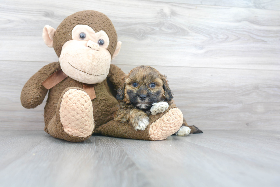 Shih Poo Puppy for Adoption