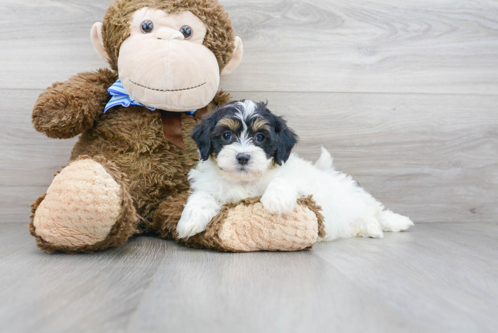 Small Shih Poo Baby