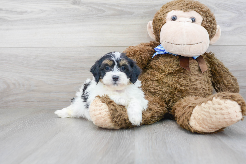 Shih Poo Pup Being Cute