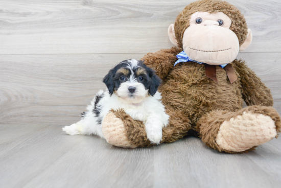 Shih Poo Pup Being Cute