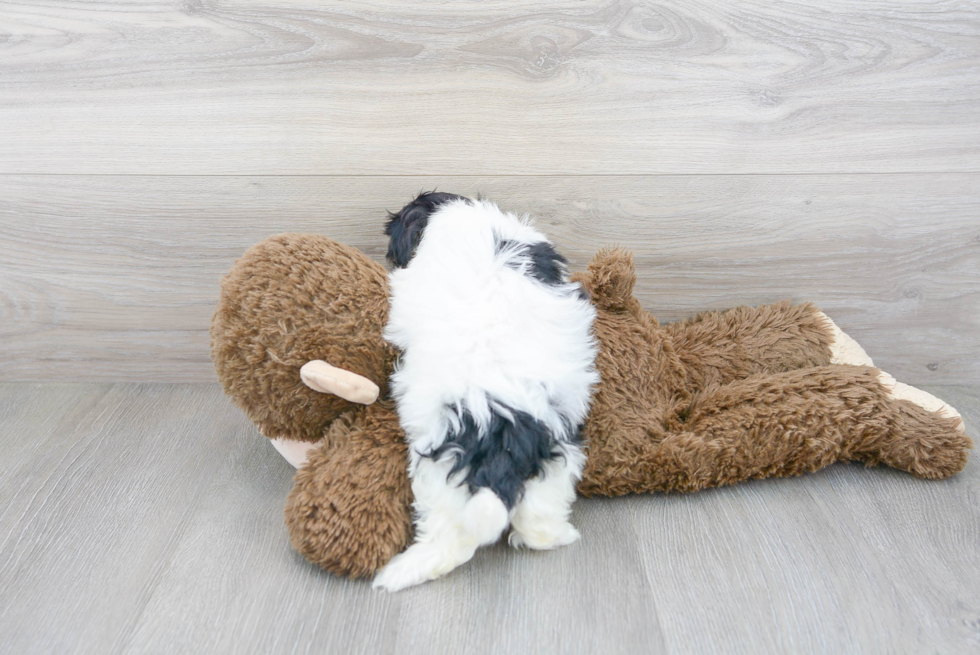 Petite Shih Poo Poodle Mix Pup