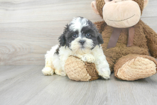 Shih Poo Puppy for Adoption