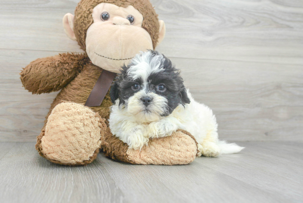 Shih Poo Puppy for Adoption