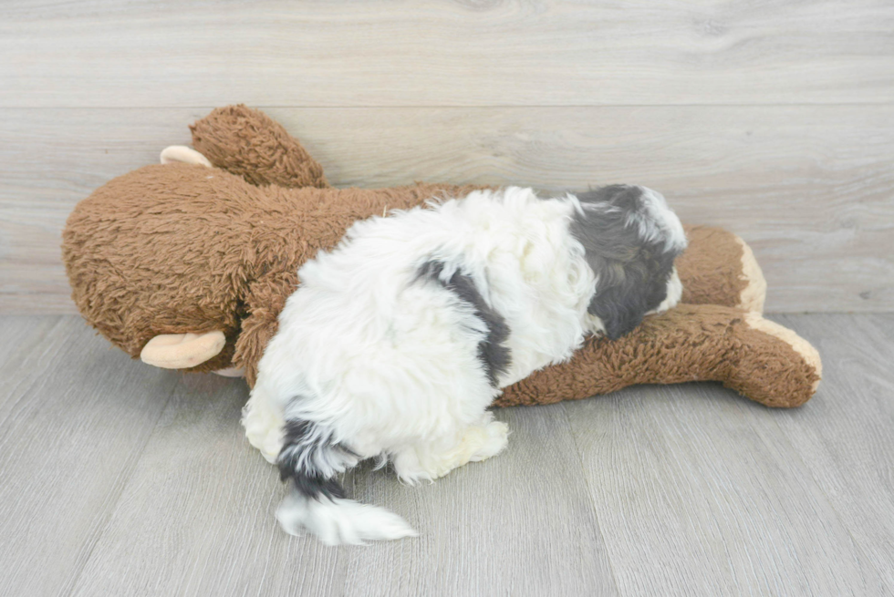 Smart Shih Poo Poodle Mix Pup