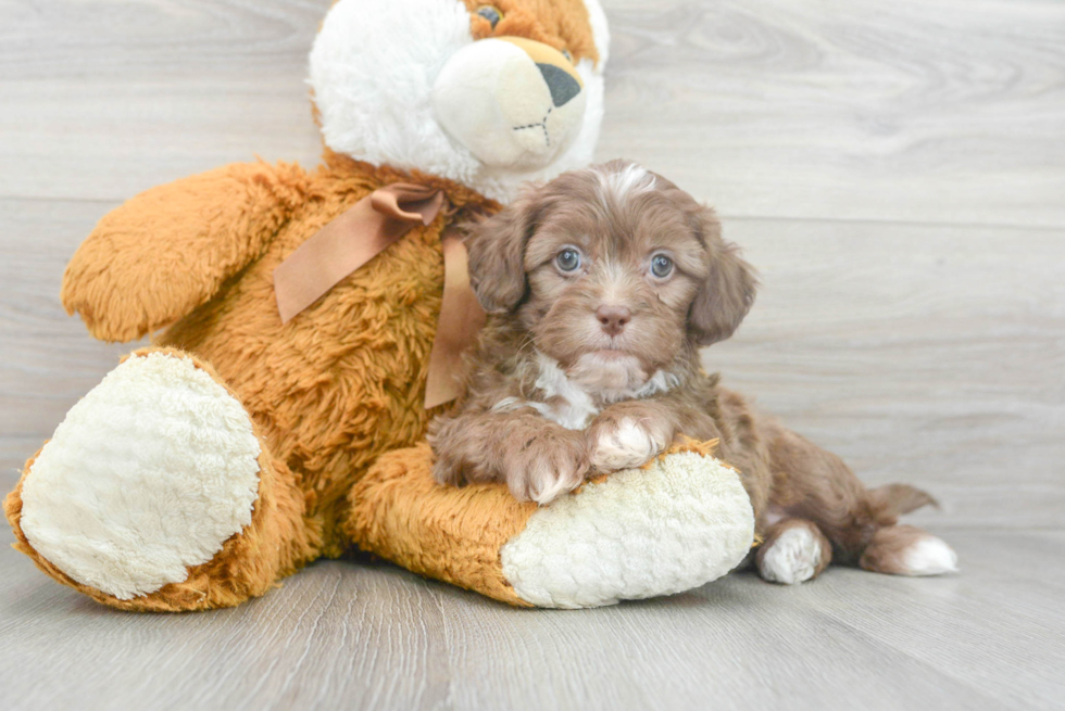 Best Shih Poo Baby