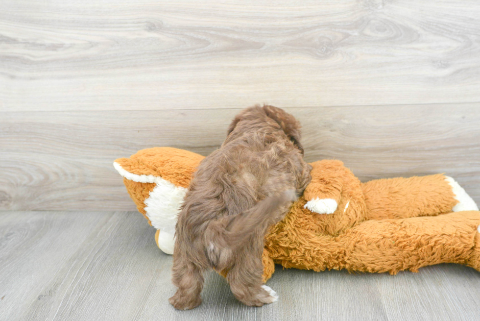 Fluffy Shih Poo Poodle Mix Pup