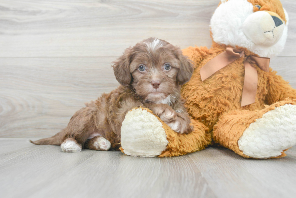 Popular Shih Poo Poodle Mix Pup