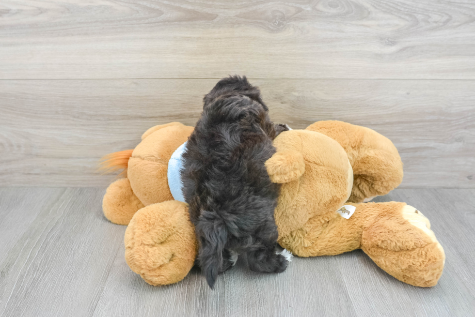 Sweet Shih Poo Baby