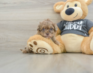 10 week old Shih Poo Puppy For Sale - Premier Pups