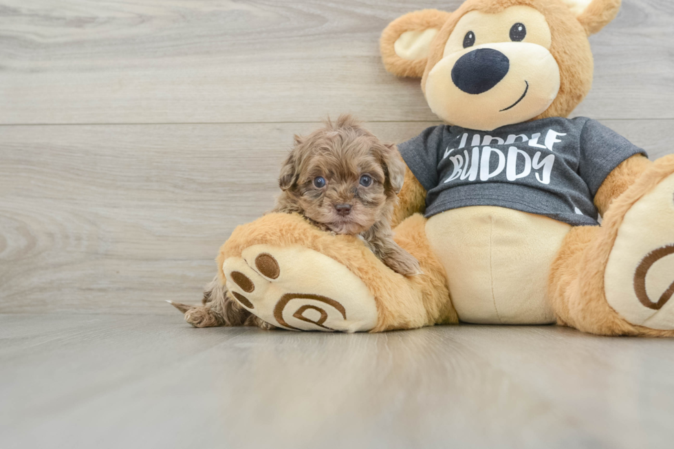 Funny Shih Poo Poodle Mix Pup