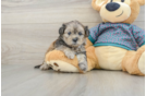 Smart Shih Poo Poodle Mix Pup
