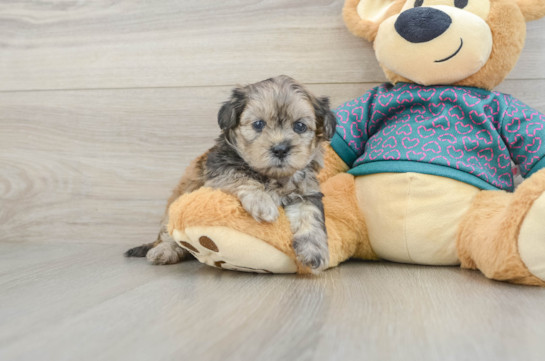 Smart Shih Poo Poodle Mix Pup