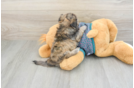 Shih Poo Puppy for Adoption