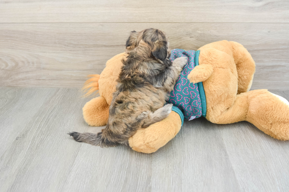 Shih Poo Puppy for Adoption