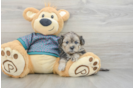 Cute Shih Poo Baby