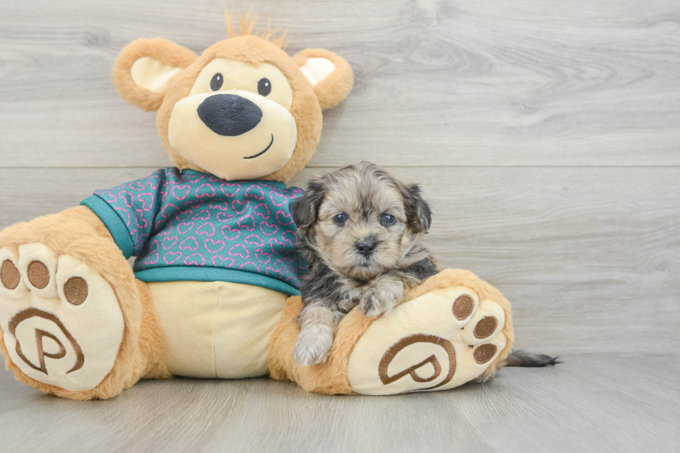 Cute Shih Poo Baby