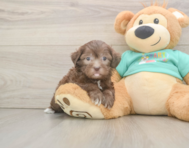 7 week old Shih Poo Puppy For Sale - Premier Pups