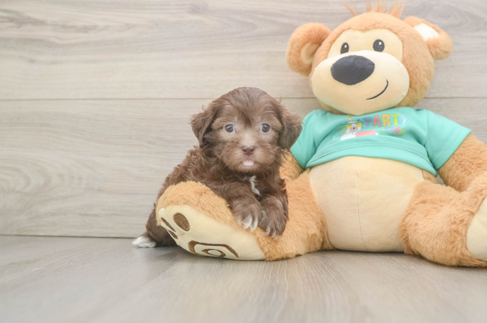6 week old Shih Poo Puppy For Sale - Premier Pups
