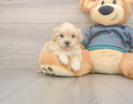 7 week old Shih Poo Puppy For Sale - Premier Pups