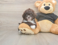 6 week old Shih Poo Puppy For Sale - Premier Pups