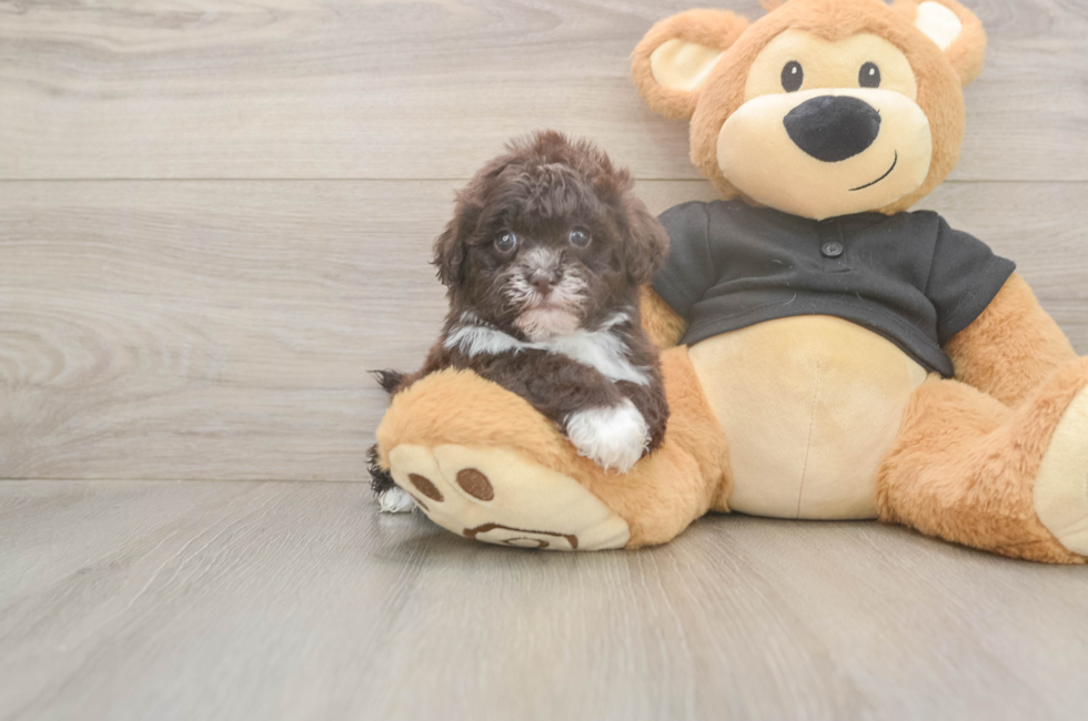 5 week old Shih Poo Puppy For Sale - Premier Pups