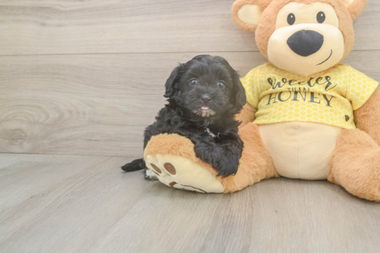 Popular Shih Poo Poodle Mix Pup