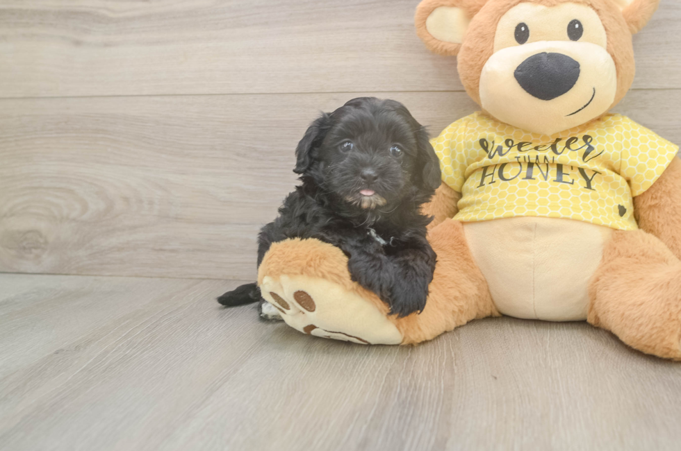 5 week old Shih Poo Puppy For Sale - Premier Pups