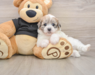 8 week old Shih Poo Puppy For Sale - Premier Pups