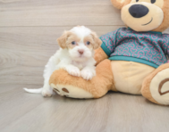 7 week old Shih Poo Puppy For Sale - Premier Pups