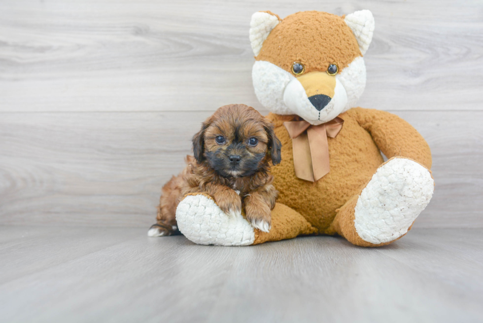 Shih Poo Puppy for Adoption