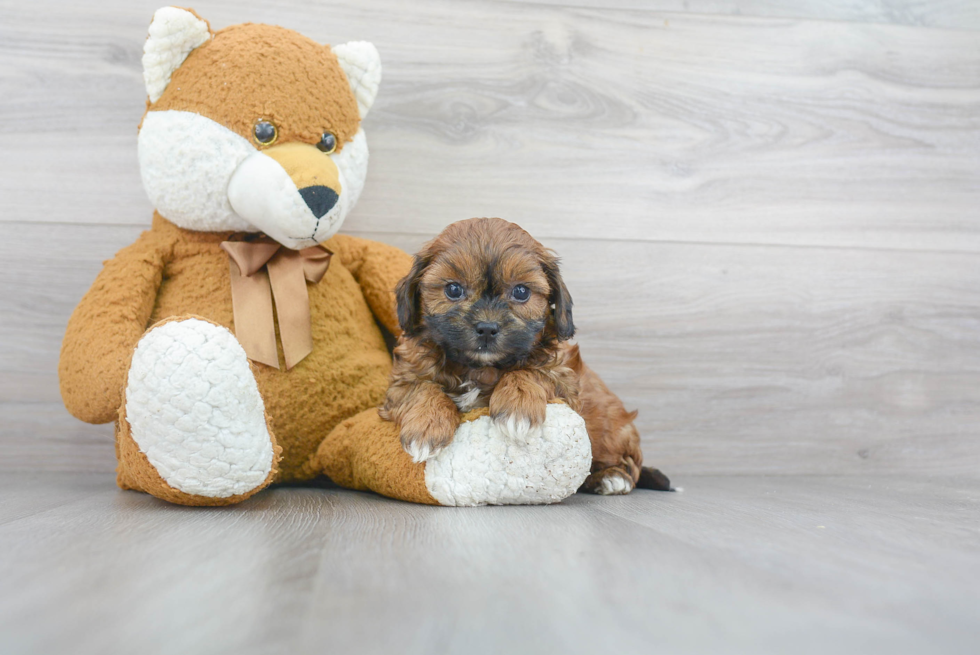 Playful Shihpoo Poodle Mix Puppy