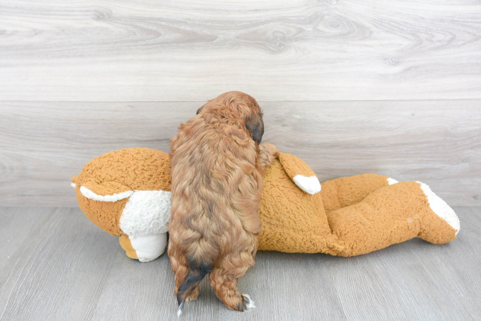 Fluffy Shih Poo Poodle Mix Pup