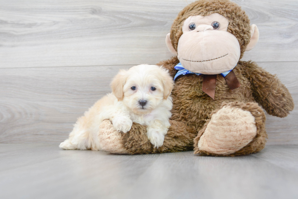 Shih Poo Pup Being Cute