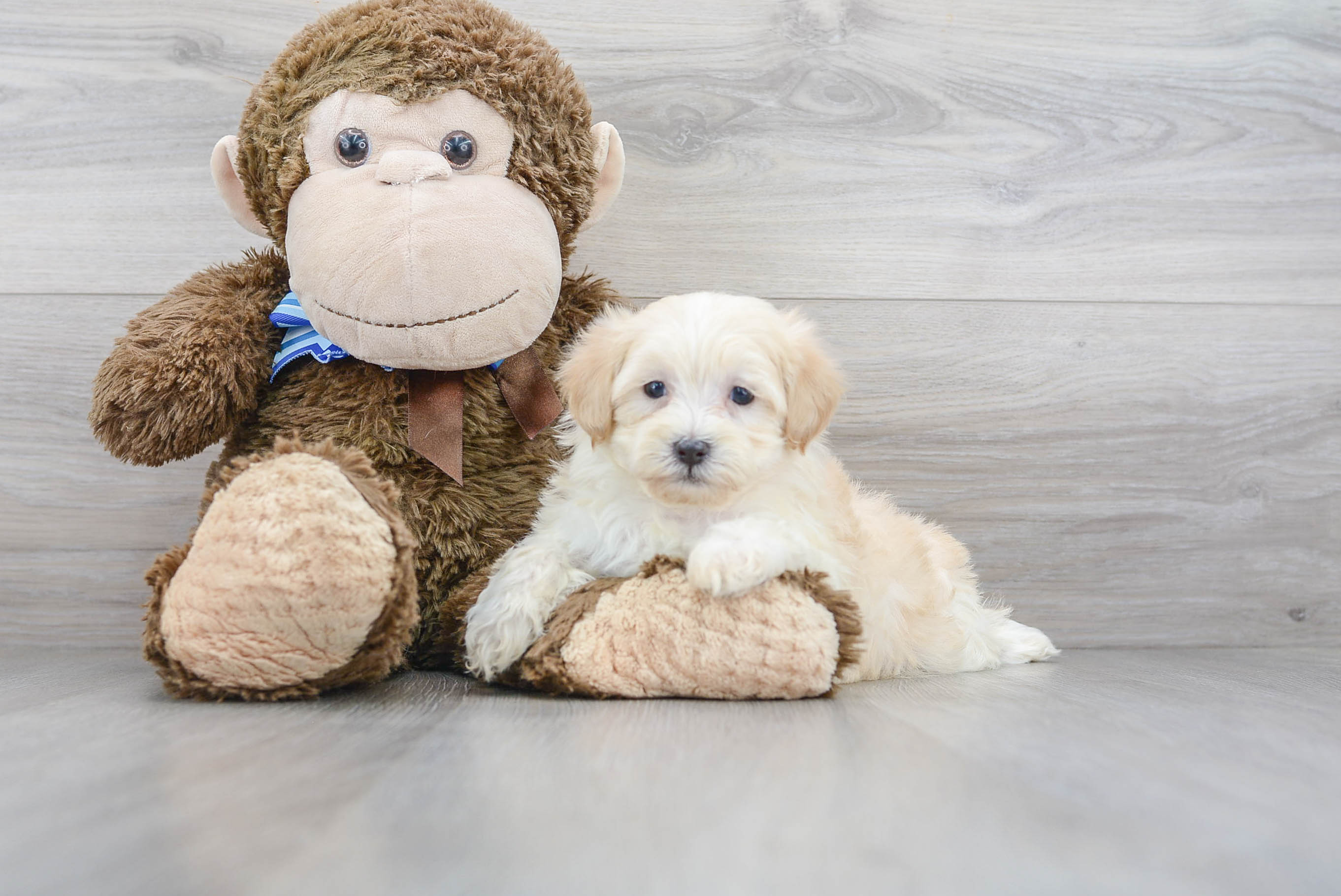 Energetic Shihpoo Poodle Mix Puppy