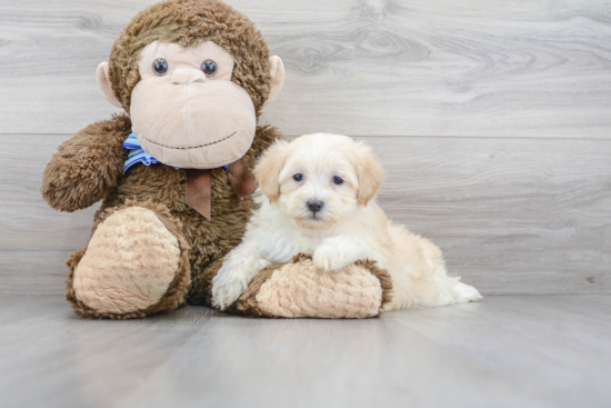 Energetic Shihpoo Poodle Mix Puppy