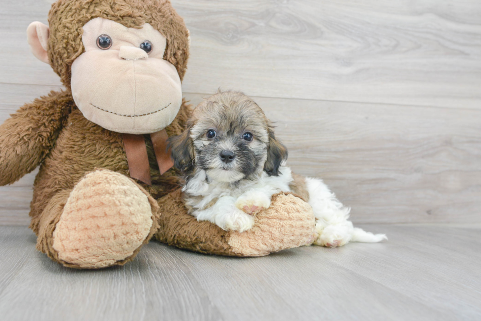 Happy Shih Poo Baby