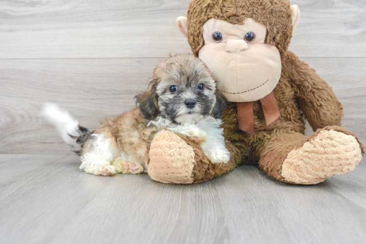 Energetic Shihpoo Poodle Mix Puppy