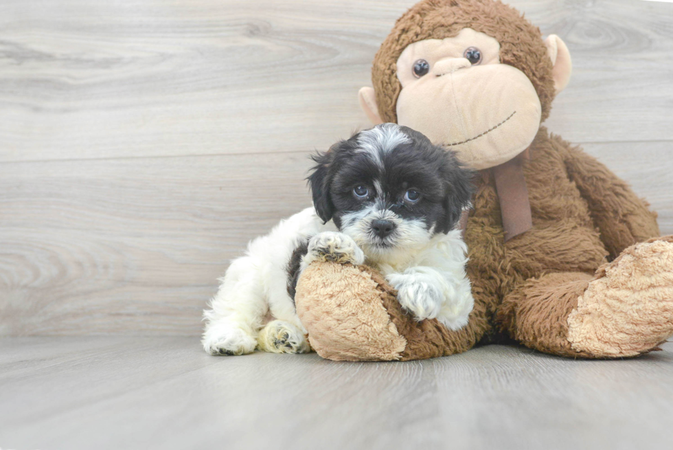 Cute Shih Poo Baby