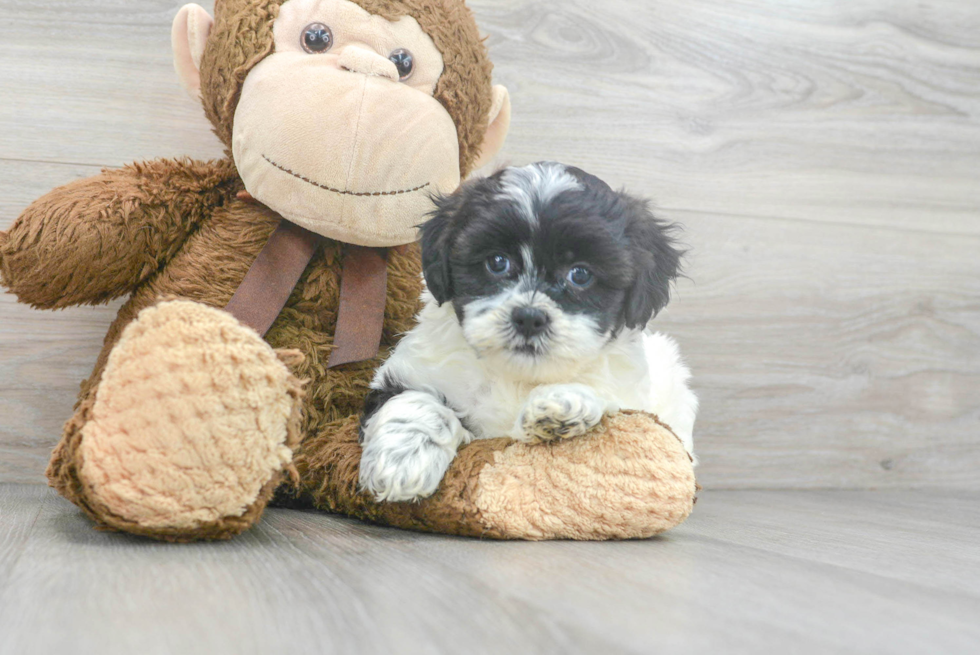 Playful Shihpoo Poodle Mix Puppy