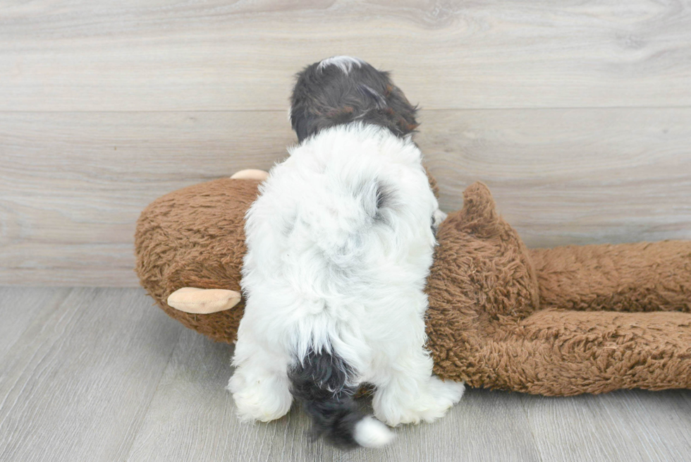 Energetic Shih Poo Poodle Mix Puppy