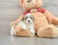 8 week old Shih Poo Puppy For Sale - Premier Pups