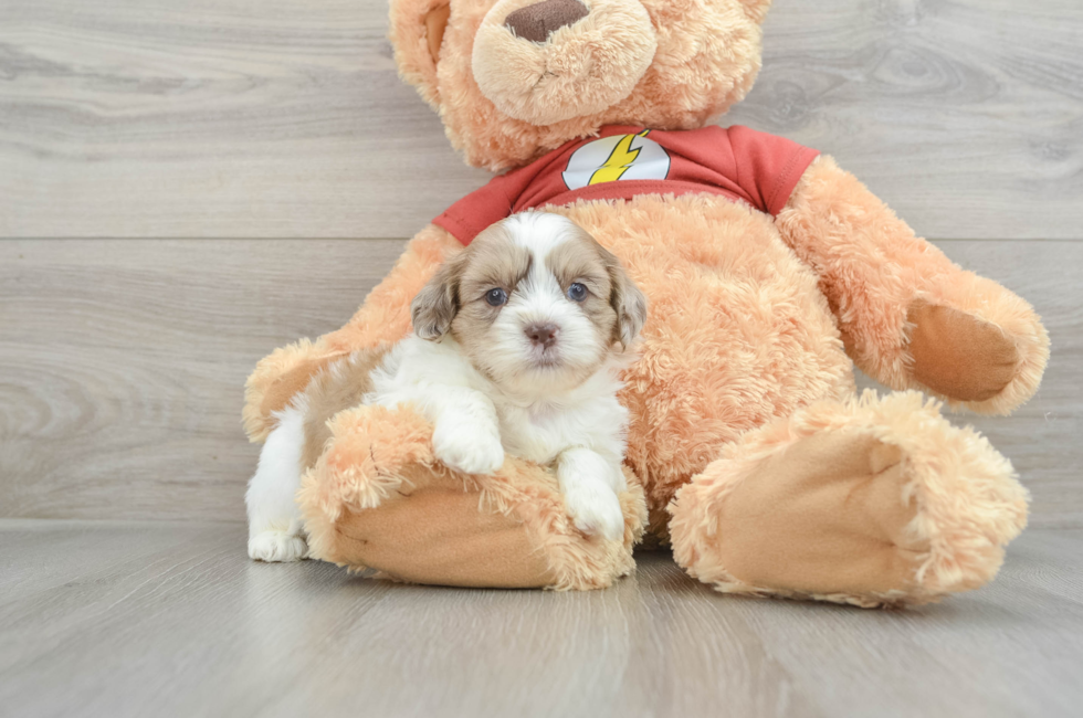 6 week old Shih Poo Puppy For Sale - Premier Pups