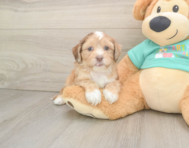 6 week old Shih Poo Puppy For Sale - Premier Pups