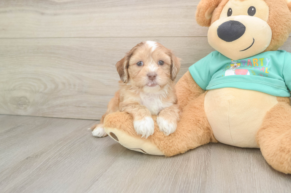 6 week old Shih Poo Puppy For Sale - Premier Pups