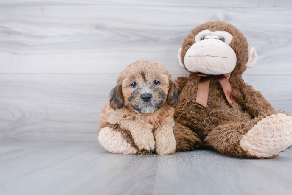 Cute Shih Poo Baby