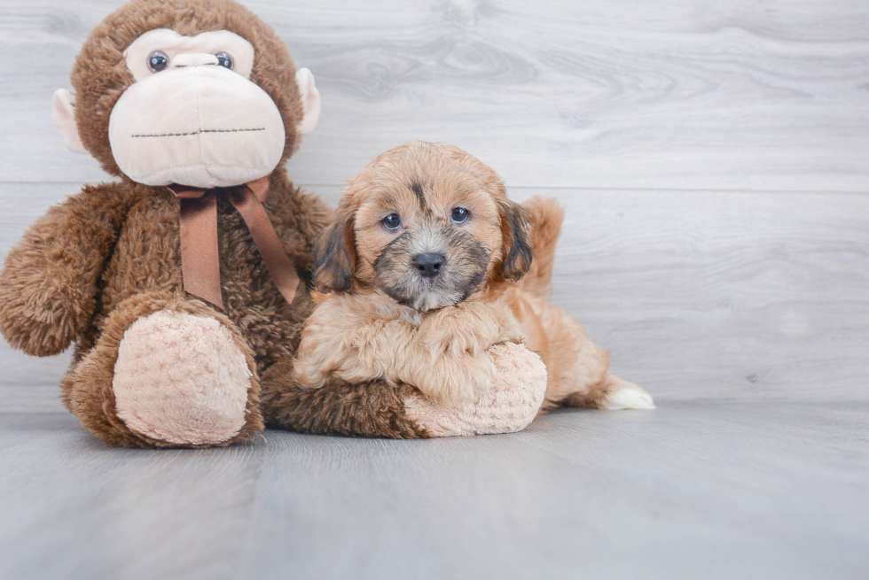 Best Shih Poo Baby