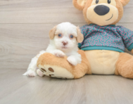 7 week old Shih Poo Puppy For Sale - Premier Pups