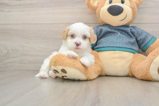 Shih Poo Puppy for Adoption