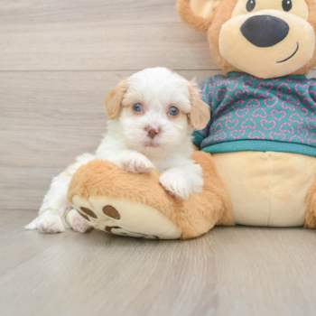 Shih Poo Puppy for Adoption