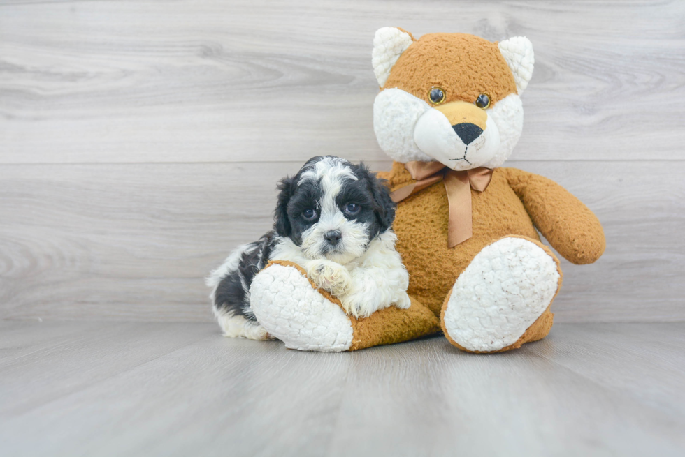 Shih Poo Puppy for Adoption